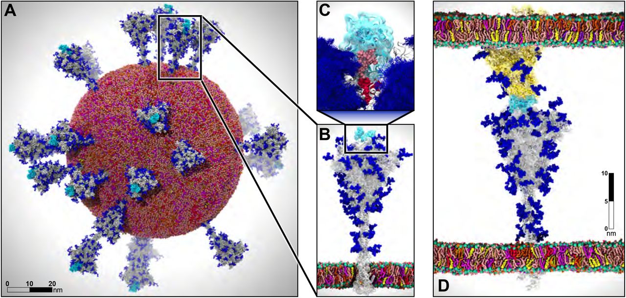 Image: Simulation of SARS-CoV-2 with NAMD